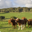 cows in pasture, Margaret River Australia