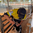 Man handling livestock using a device 