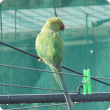 The Indian ringneck could become a pest if allowed to establish in the wild. 
