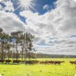 Cows grazing pasture in the Great Southern