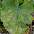 Dull pale yellow to yellow-brown colour begins at leaf edges and develops white dead spots and blotches that gradually join 