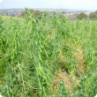 High yielding Kaspa field pea crop