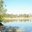 Knowsley cattle waterhole