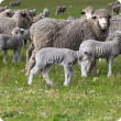 sheep in paddock