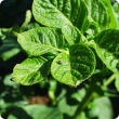 Potato leafminer fly adult. This insect is a major pest of potato crops in Indonesia