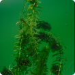 Lagarosiphon (Lagarosiphon major) is an aquatic weed