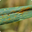 Wheat Leaf rust pustules are orange-brown in colour, circular to oval in shape and usually found scattered on the upper surface of leaves.