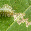 Leaf eating ladybird larvae grow up to 8mm long and are covered in branched spines. They feed only on the upper leaf tissue which results in a windowed appearance