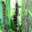 Florets are replaced with a mass of dark brown-black powdery spores that blow away. 