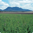 Paddock of lucerne in the Great Southern area