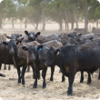 beef cattle