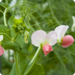 Close-up of salmon coloured field pea flowers in a crop