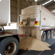 Grain truck unloading 