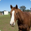 brown and white horse standing in a paddock