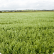 View across an oat crop with pannicles fully emerged.