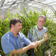 Dr Lanoiselet and Prof. Barbetti inspecting rice plants in a glasshouse