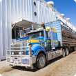Cattle loading in Broome 