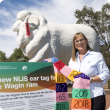 Department of Agriculture and Food NLIS operations manager Beth Green with the new ‘tagged’ Wagin ram Bart.