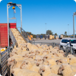 Sheep waiting to be loaded onto truck