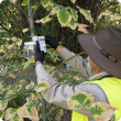 Checking traps as part of the Qfly eradication program.