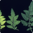 Tomato leaves showing the net like pattern that occurs due to manganese deficiency. The leaf tissue between the veins becomes light green to yellow colour, while the veins remain dark green.