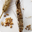 wheat head with discoloured and shrivelled grain 