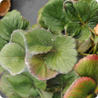 Webbing visible from a heavy mite infestation on this strawberry crop