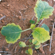Yellowing of leaf margins that progresses inwards generally between leaf veins with some mottles 