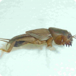 Mole cricket adults chew holes in potato tubers making them unmarketable 