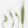 One of the new photographs on the updated MyCrop wheat app, showing the bleached and distorted heads of frost damaged wheat plants at booting (left) versus a healthy head (right).