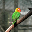 Image of a Nyasa lovebird.