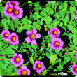 Purple flowers and green vegetation of a weed species Oxalis purpurea