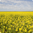 canola field