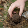 truffle being harvested with hand trowel