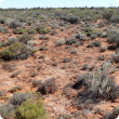 Photograph of mixed chenopod shrub plain pasture in good condition in the southern rangeland