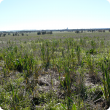 Wheat re-growth and broad-leafed weeds form a green bridge