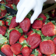 Gloved hand handling punnet of strawberries