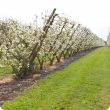 A row with vineyard blossoms on either side of grassland