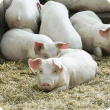 NLIS to be introduced for pigs 
