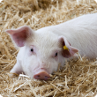 Pig in shelter straw