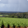 Potato crop growing in a paddock