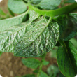 Palm thrips signs of feeding on a potato leaf