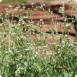 Parthenium weed flowers