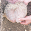 Ram scrotum with no obvious swellings, however palpation may detect abnormalities in the epididymal or testicle tissue 