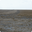 Harvested field pea crop