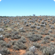 Photograph of a pearl bluebush community in good condition (southern rangelands)