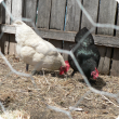 White and black backyard chickens in a fenced fowl run pecking ground for food.