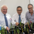 Lupin genetic breakthrough