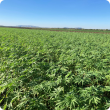A hemp crop in the vegetative growth stage