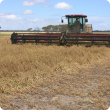 Swathing field peas